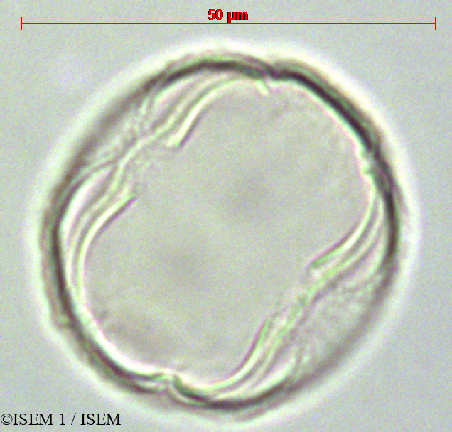 ISEM 1/Carica_papaya_28630/Carica_papaya_28630_0003(copy).jpg